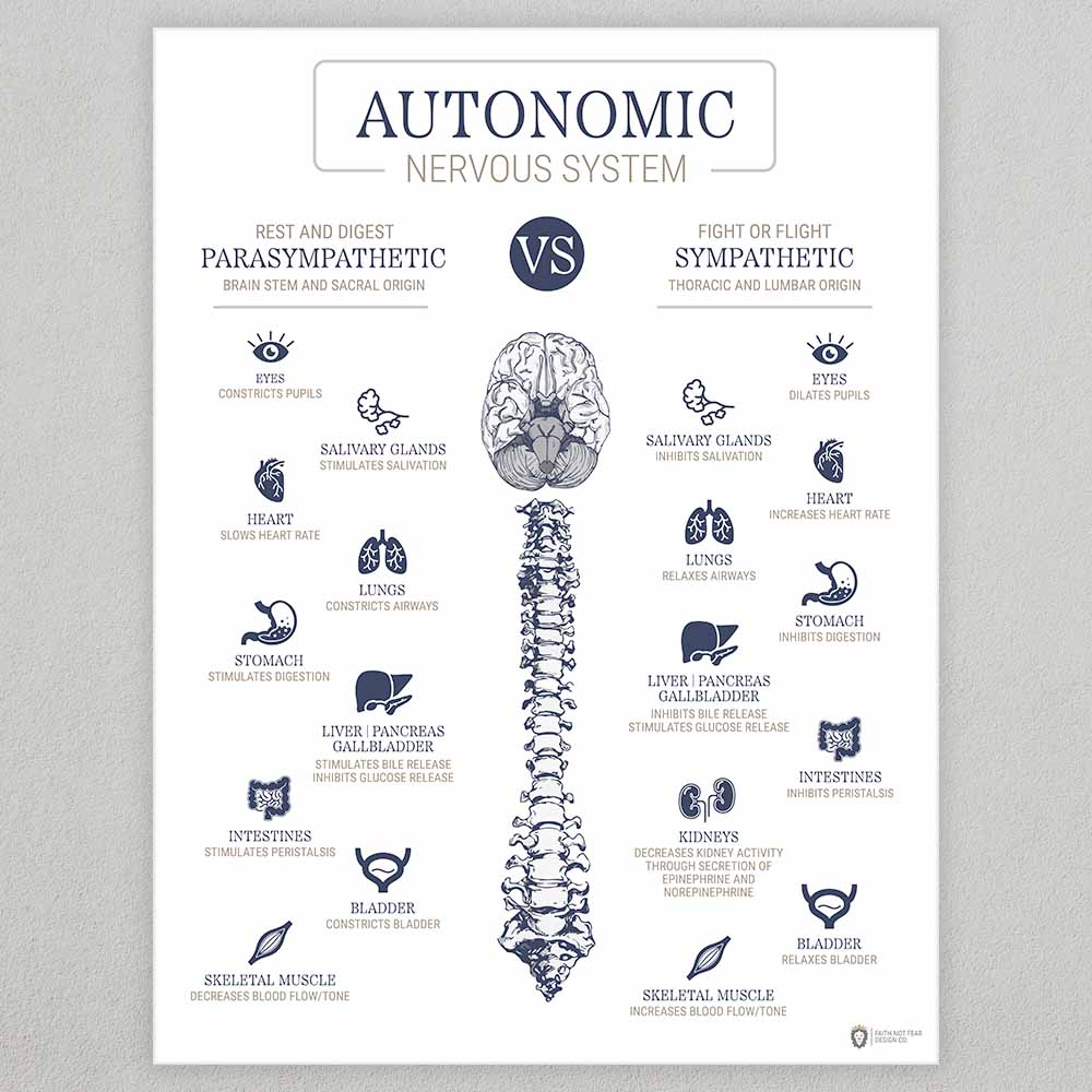 autonomic-nervous-system-sympathetic-parasympathetic